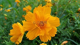橙花,黃色的花,自然