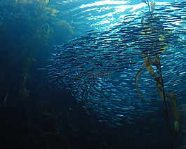 魚,學校,漩渦