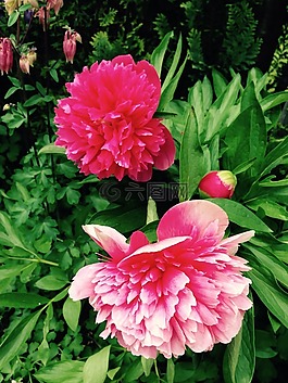 牡丹,花,廠