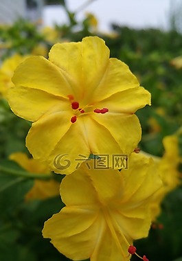 黃色的花,花的,紅色