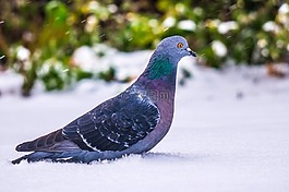 鴿子,鳥,野生動物
