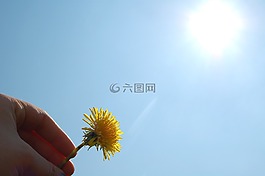 蒲公英,開花,夏季