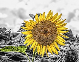 向日葵,girasol,mirasol
