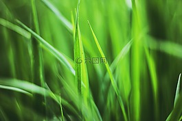 草,工廠,植物