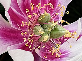 雄蕊,花,植物