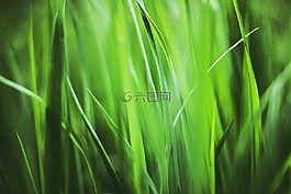 草,工廠,植物
