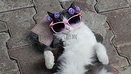 小貓,貓,動物醫(yī)院