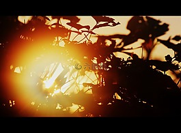 太陽,秋,日落