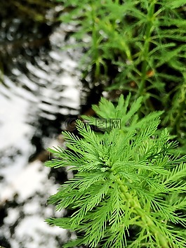 水,綠色,植物