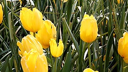 郁金香,黃色,鮮花