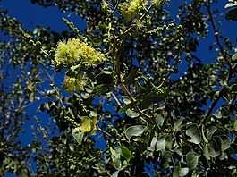 金龜樹,花,樹