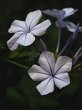 石墨,紫,花