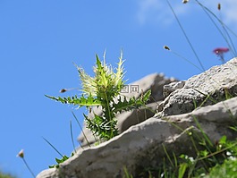 diestel,厂,高山
