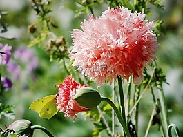 紅色的花,花,花瓣