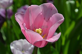 郁金香,鮮花,春天