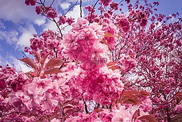 日本櫻花樹,鮮花,粉紅色
