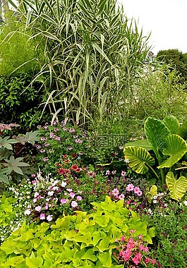 花園,植物,花卉