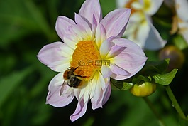 娇琴纱,秋季,开花