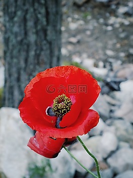 紅色的花,花,自然