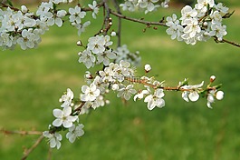 春,綠色,開花