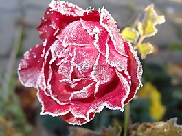 玫瑰,冷冰冰,花