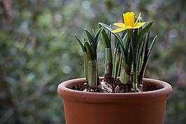 燈泡,narciso,廠
