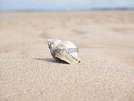 海螺,蝸牛,動物