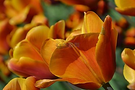 郁金香,鮮花,春天