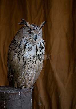 雕鸮,鳥,動物