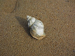 海螺,蝸牛,動(dòng)物