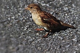 鳥,小小鳥,動物