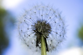 關(guān)閉,蒲公英,花卉