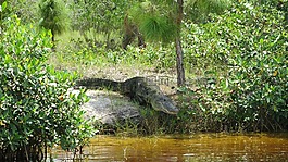 鱷魚,佛羅里達州,野性