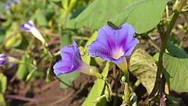 花,丁香,紫羅蘭色