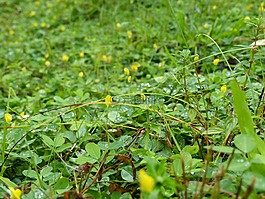 草,野生花卉,綠色