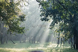 叢林,森林,樹
