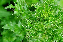 薊,綠色,野生花卉