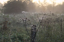 morgentau,蜘蛛网,雾