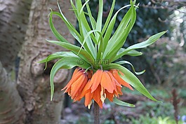 帝冠,花卉,橙花