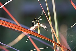 昆虫,schnake,背光