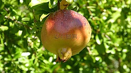 格拉納達(dá),水果,秋