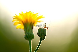 夏天,鮮花,昆蟲