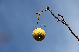 檸檬,科,天空