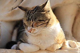 貓,睡眠,熱