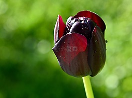 郁金香,花,schnittblume