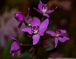 蘭花,紫色,花
