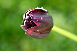 花,開花,紫