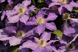 klemátisz,藍色的花,漂亮