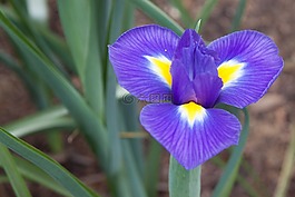 自然,植物區(qū)系,花