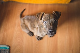 動物,狗,可愛
